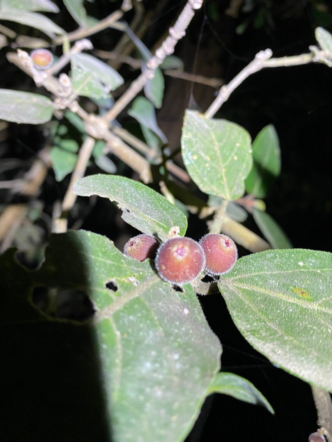 20x Seeds Sweet sandpaper fig, Ficus opposita Fruit Seeds Home Grown Garden Seeds