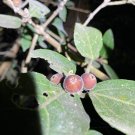 20x Seeds Sweet sandpaper fig, Ficus opposita Fruit Seeds Home Grown Garden Seeds
