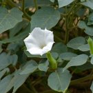 20x Seeds Datura inoxia Flower Seeds Home Grown Garden Seeds