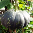 16x Seeds Japanese pumpkin Fruit Seeds Home Grown Garden Seeds