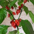 15x Seeds Capsicum chinense (Carolina Reaper) Seeds Home Grown Garden Seeds