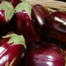 20x Seeds Eggplant seeds (Solanum melongena) Vegetable Seeds Home Grown Garden Seeds