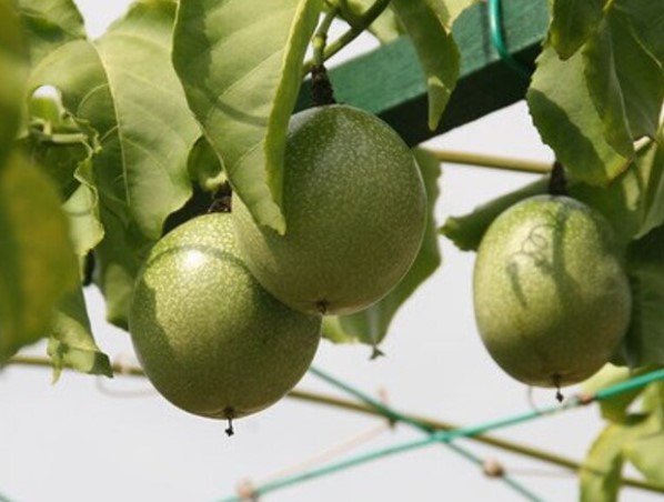 20x Seeds Yellow passionfruit Fruit Seeds Home Grown Garden Seeds