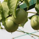20x Seeds Yellow passionfruit Fruit Seeds Home Grown Garden Seeds
