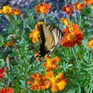 20x Seeds French marigold (Tagetes patula) Flower Seeds Home Grown Garden Seeds