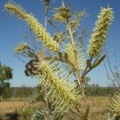 10x Seeds Grevillea tree Grevillea sessilis Seeds Home Grown Garden Seeds