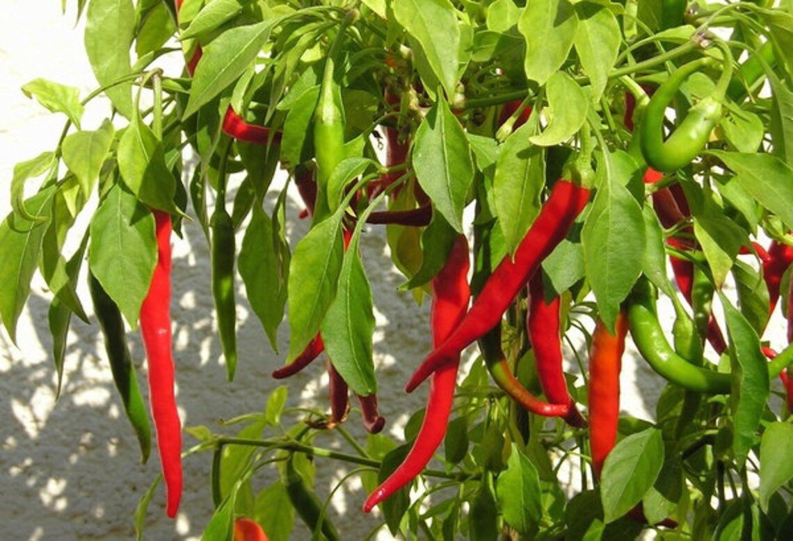 30x Seeds Cayenne chilli pepper seeds (Capsicum annuum) Seeds Home Grown Garden Seeds