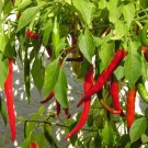 30x Seeds Cayenne chilli pepper seeds (Capsicum annuum) Seeds Home Grown Garden Seeds