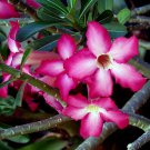 15x Seeds Desert Rose seeds (Adenium obesum) Flower Seeds Home Grown Garden Seeds