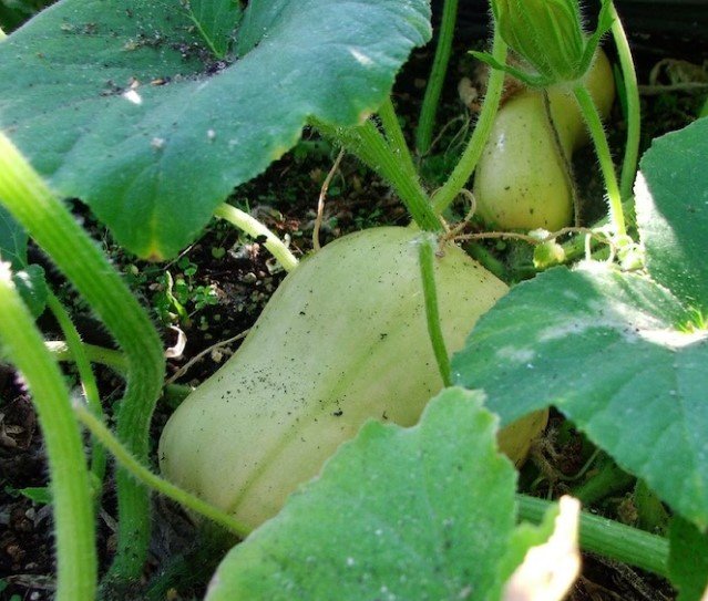 15x Seeds Butternut pumpkin butternut squash Seeds Home Grown Garden Seeds