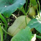 15x Seeds Butternut pumpkin butternut squash Seeds Home Grown Garden Seeds