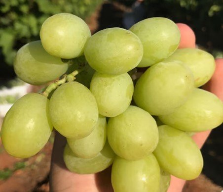 50x Seeds Large Green Grape Juicy Fruit Seeds Home Grown Garden Seeds