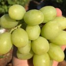 50x Seeds Large Green Grape Juicy Fruit Seeds Home Grown Garden Seeds