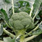 100x Seeds Broccoli Di Ciccio Vegetable Seeds Home Grown Garden Seeds