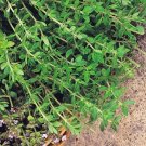 100x Seeds Thyme Herb seeds Italian herb Seeds Home Grown Garden Seeds