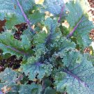 100x Seeds KALE Red Russian Vegetable Seeds Home Grown Garden Seeds