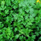 100x Seeds Parsley Flat Leaf Italian Vegetable Seeds Home Grown Garden Seeds