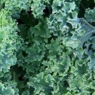 100x Seeds KALE Green Curled Vegetable Seeds Home Grown Garden Seeds