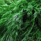 100x Seeds DILL Herb Italian Organic Seeds Home Grown Garden Seeds