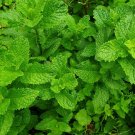 100x Seeds PEPPERMINT Herbal Mojito Seeds Home Grown Garden Seeds
