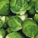 100x Seeds Brussel Sprouts Winter Vegetable Seeds Home Grown Garden Seeds