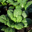 100x Seeds BOK CHOI Pak Choi Green Winter Vegetable Seeds Home Grown Garden Seeds