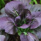 100x Seeds BOK CHOI Pak Choi Red Purple Vegetable Seeds Home Grown Garden Seeds