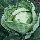 100x Seeds CABBAGE Primo II Winter Vegetable Seeds Home Grown Garden Seeds