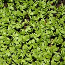 200x Seeds CRESS Fine Curled Vegetable Seeds Home Grown Garden Seeds