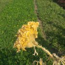 50 Seeds Plant Celosia Argentea Cristata Yellow Flower Plant Home Grown Garden Plant EMER