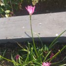 2 Bulbs Plant Rain Lily, Zephyranthes Libra Flower Plant Home Grown Garden Plant EMER