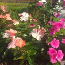 50 Seeds Plant Mixed Vinca Periwinkle Mix Flower Plant Home Grown Garden Plant EMER