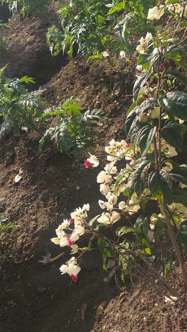 Live Plant Clerodendrum thomsonia White & Red Blooms Flower Plant Home Grown Garden Plant EMER