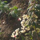 Live Plant Clerodendrum thomsonia White & Red Blooms Flower Plant Home Grown Garden Plant EMER
