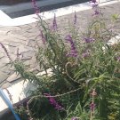 Live Plant SALVIA LEUCANTHA MEXICAN BUSH SAGE Flower Plant Home Grown Garden Plant EMER
