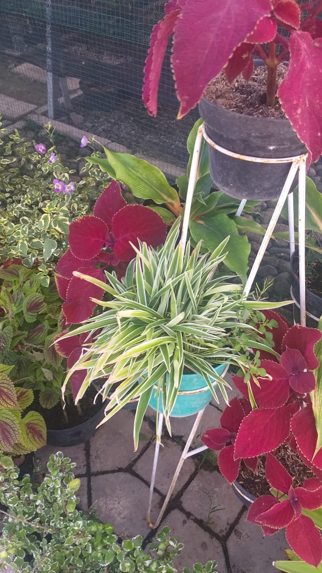 Live Plant Variegated Spider Plant Flower Plant Home Grown Garden Plant EMER