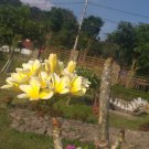 Live Plant Hawaii’ plumeria Rooted Yellow Dwarf Flower Plant Home Grown Garden Plant EMER