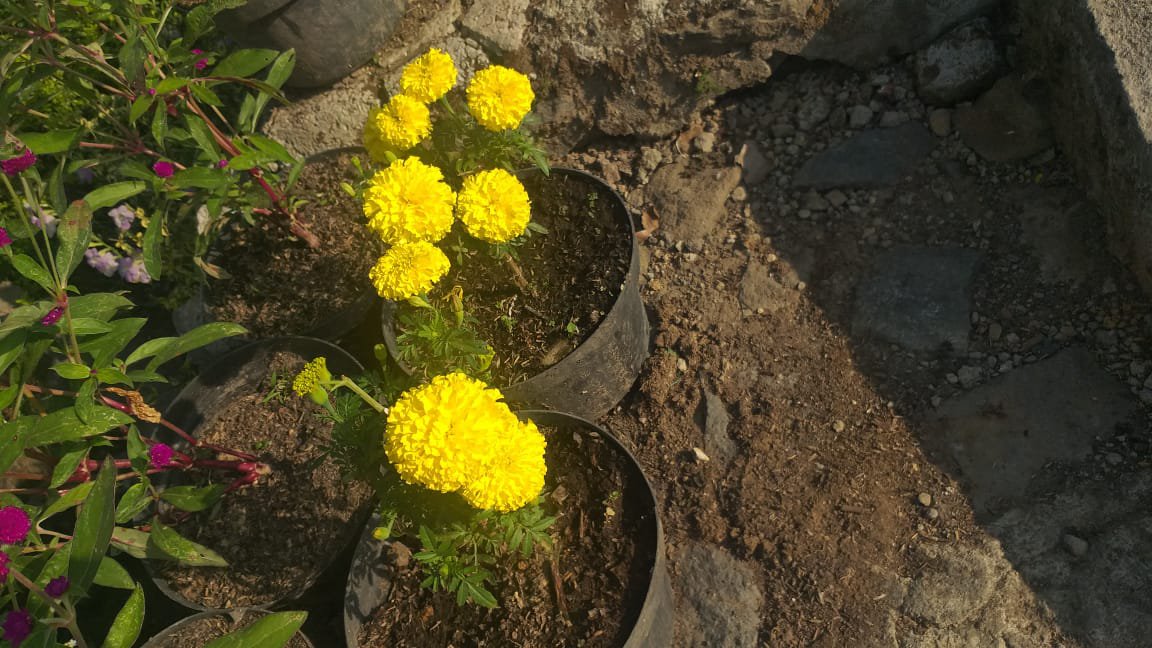 200 Seeds Plant YELLOW CRACKERJACK MARIGOLD Flower Plant Home Grown Garden Plant EMER