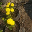 200 Seeds Plant YELLOW CRACKERJACK MARIGOLD Flower Plant Home Grown Garden Plant EMER
