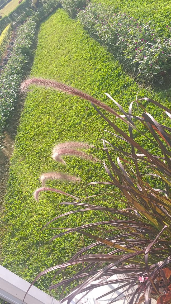 Live Plant Red Fountain Grass Flower Plant Home Grown Garden Plant EMER