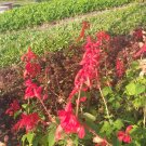 400 Seeds Plant SCARLET SAGE Salvia Flower Plant Home Grown Garden Plant EMER
