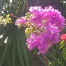 Live Plant Bougainvillea Royal Purple Flower Plant Home Grown Garden Plant EMER