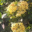 Live Plant Maui Yellow Ixora Tropical Flower Plant Home Grown Garden Plant EMER