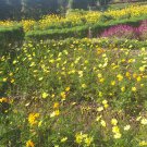 120 Seeds Plant Sulphur Cosmos Mix Flower Plant Home Grown Garden Plant EMER
