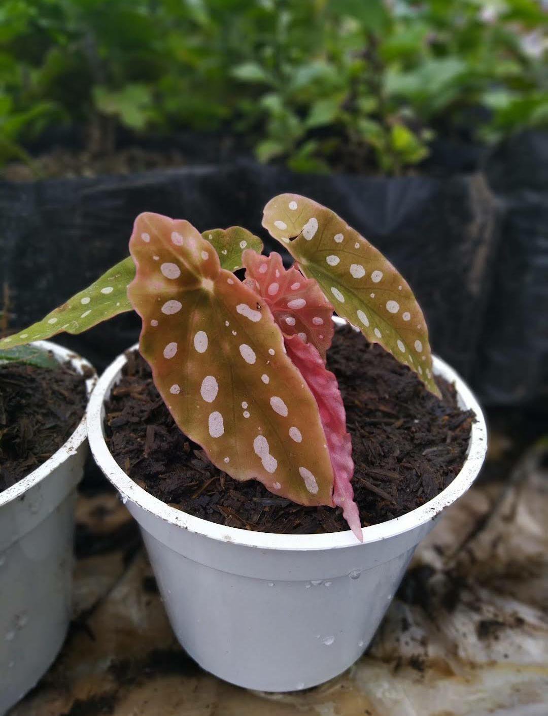 Live Plant Begonia Maculata 'Wightii' Angel Wing Polka Dot Flower Plant Home Grown Garden Plant EMER