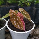 Live Plant Begonia Maculata 'Wightii' Angel Wing Polka Dot Flower Plant Home Grown Garden Plant EMER