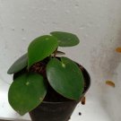 Live Plant Pilea Peperomioides Chinese Money Flower Plant Home Grown Garden Plant EMER