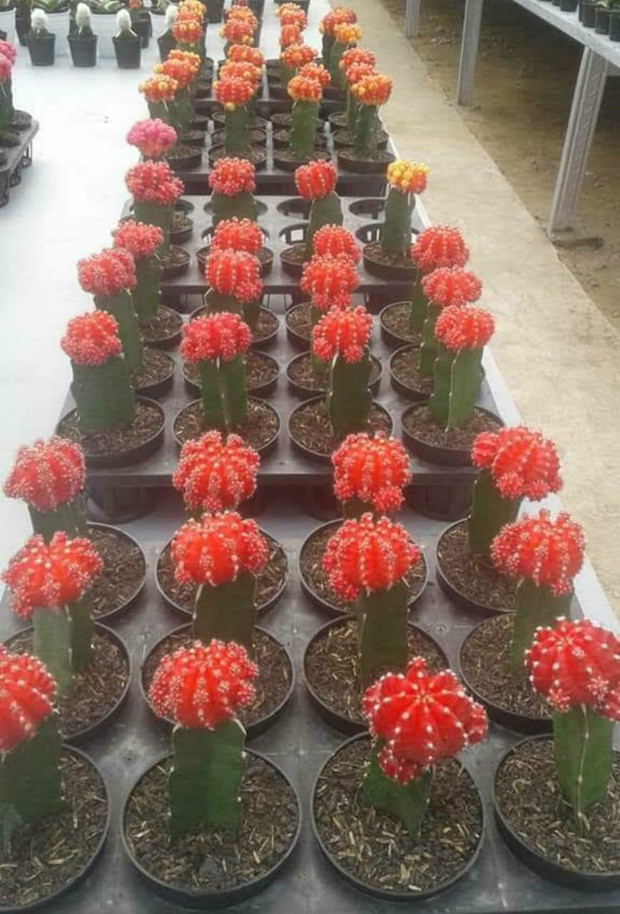 Live Plant 'Moon Cactus' 'Red' Flower Plant Home Grown Garden Plant EMER