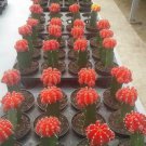 Live Plant 'Moon Cactus' 'Red' Flower Plant Home Grown Garden Plant EMER