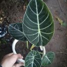 Live Plant Alocasia black velvet Flower Plant Home Grown Garden Plant EMER